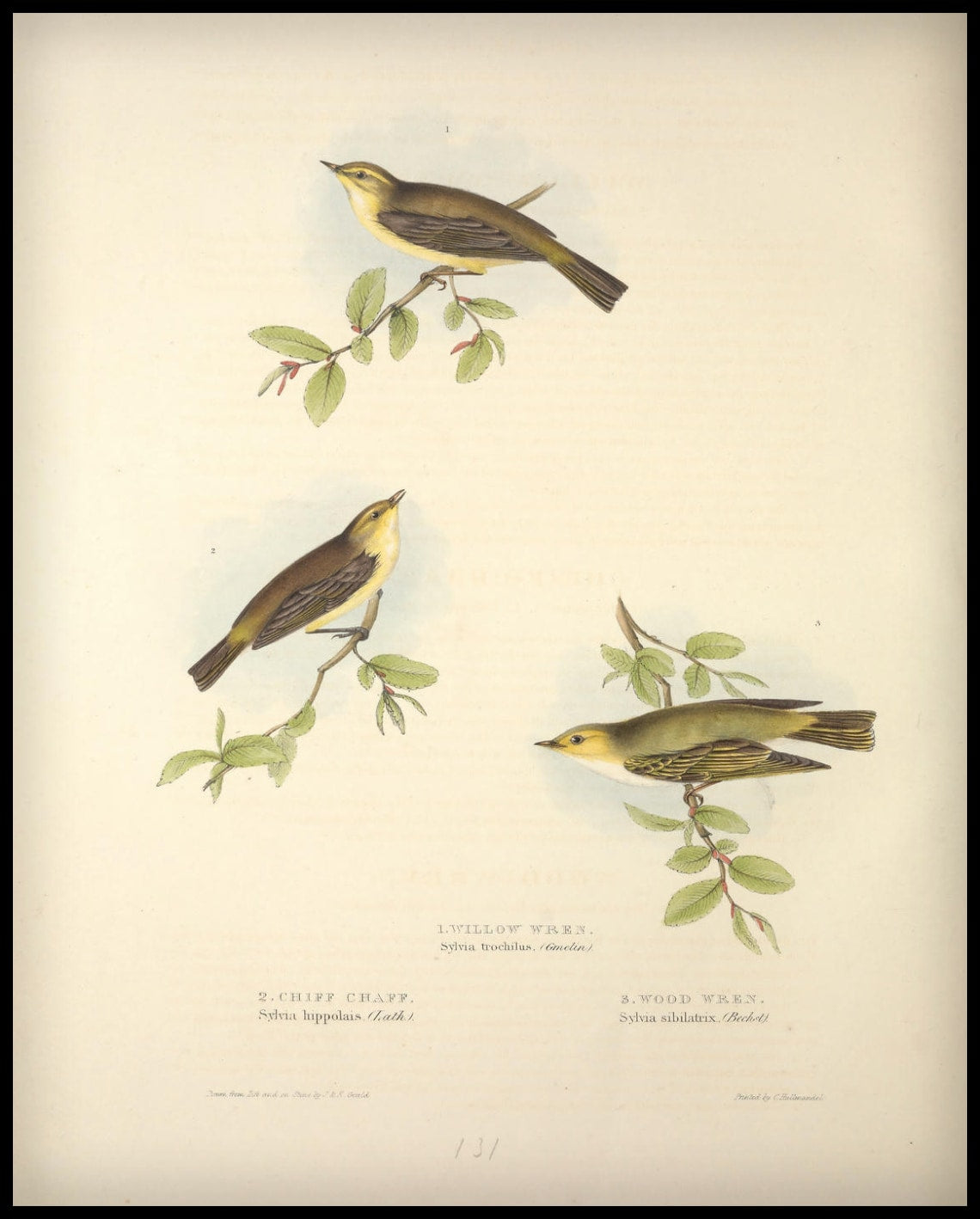 Affiche Sylvia Trochilus, Hippolais & Sbilatrix