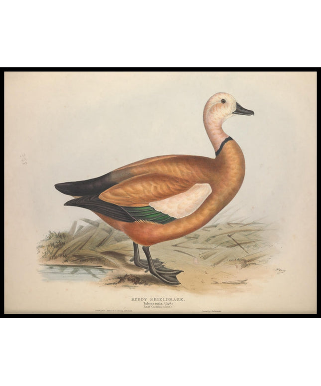 Tadorna Rutila Poster