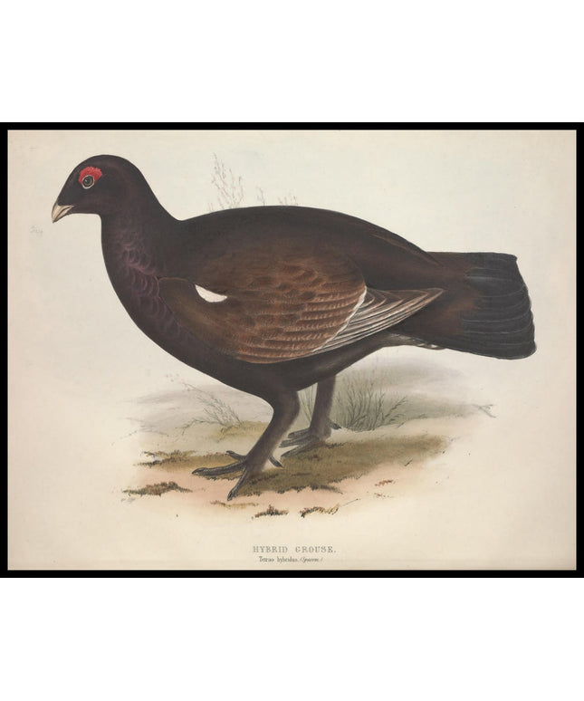 Tetrao Hybridus Poster