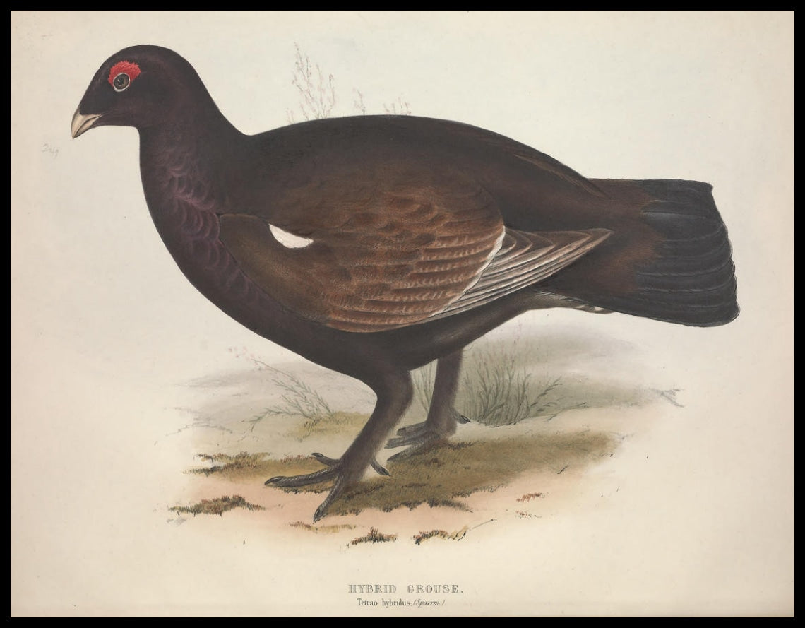 Tetrao Hybridus Poster
