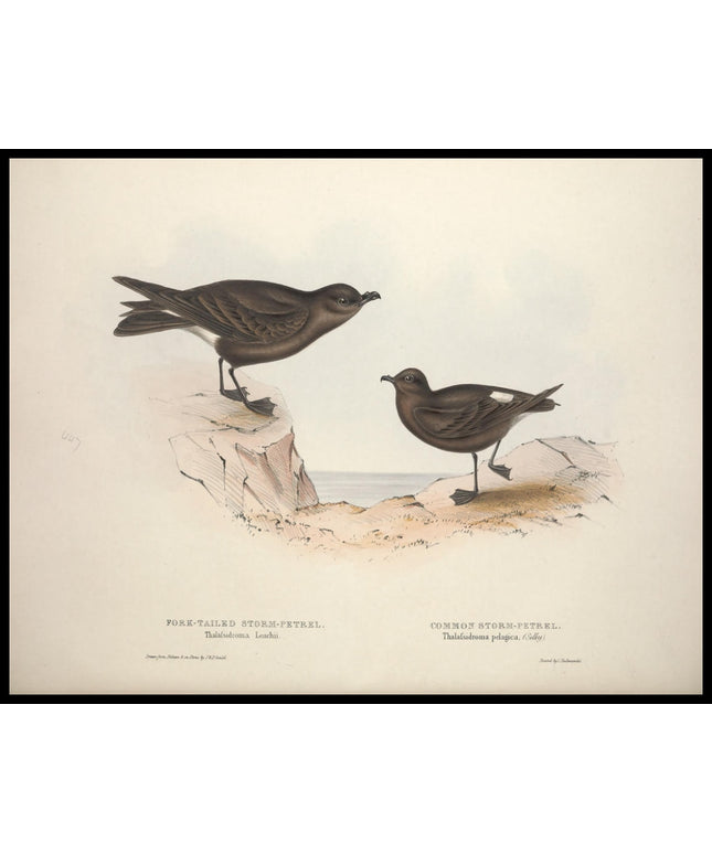 Thalafsidroma Leachii & Pelagica Poster