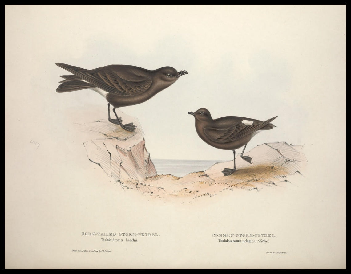 Poster Thalafsidroma Leachii & Pelagica