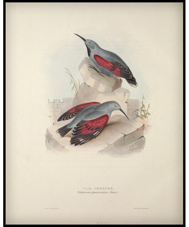 Tichodroma Phoenicoptera Poster