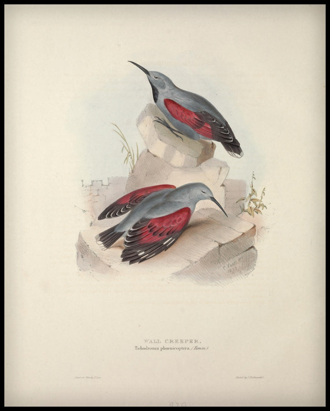 Poster Tichodroma Phoenicoptera