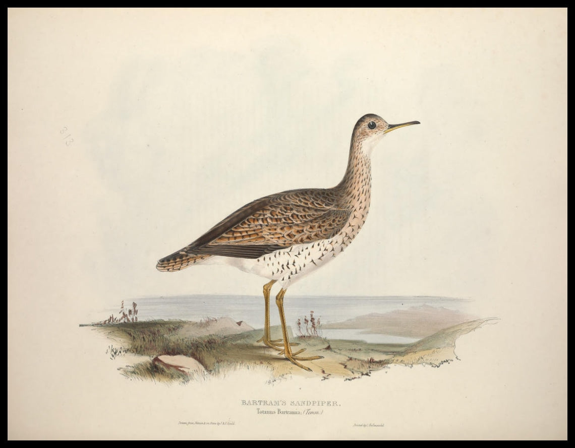 Totanus Bartramia Poster