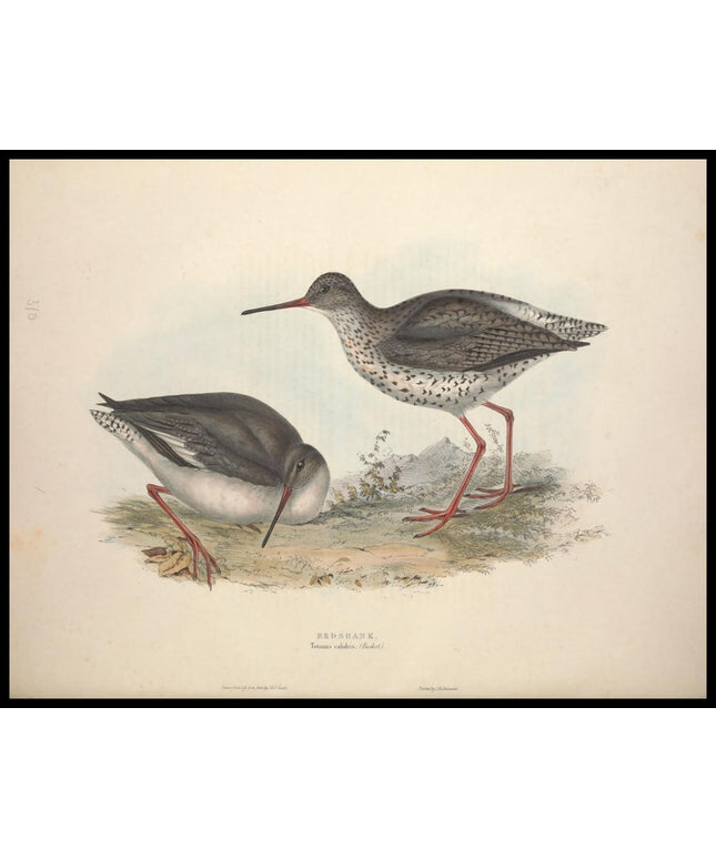 Totanus Calidris Poster