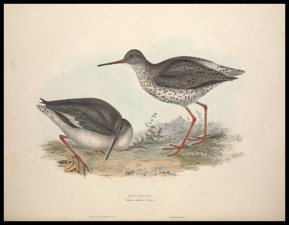 Totanus Calidris Poster