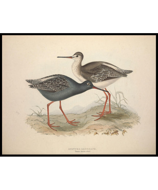 Totanus Fuscus Poster