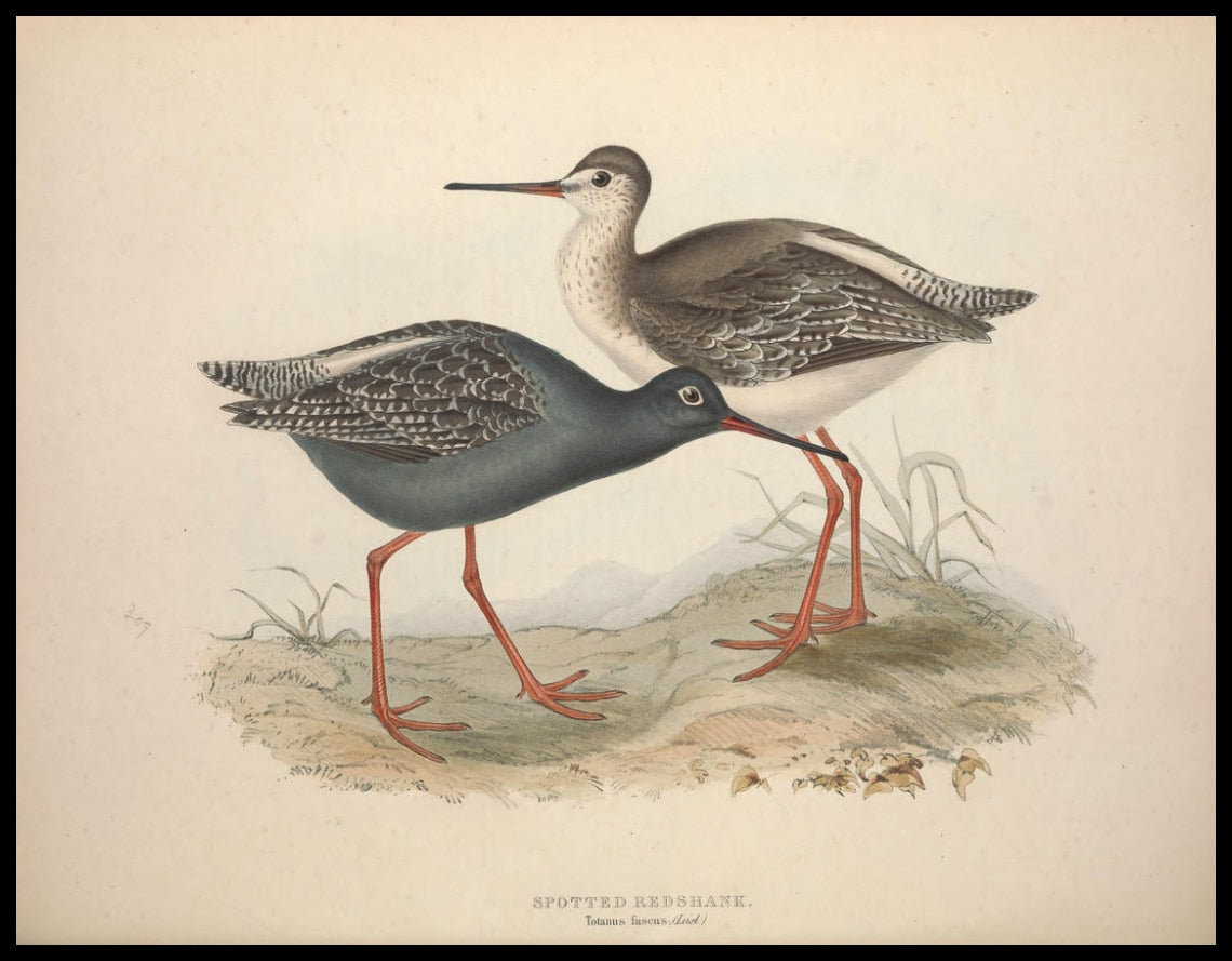Totanus Fuscus Poster
