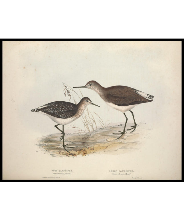 Totanus Glareola & Ochropus Poster