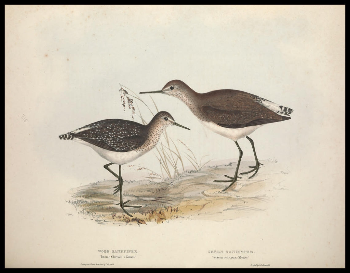 Totanus Glareola & Ochropus Poster