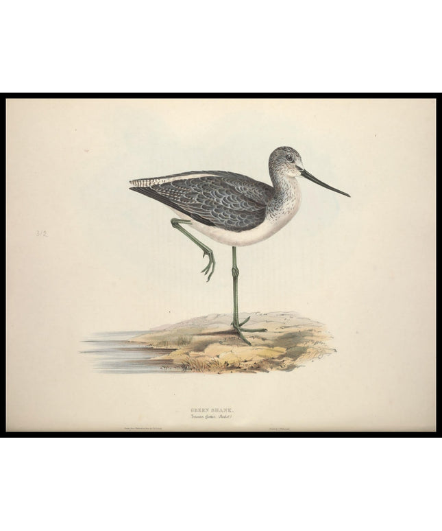 Totanus Glottis Poster