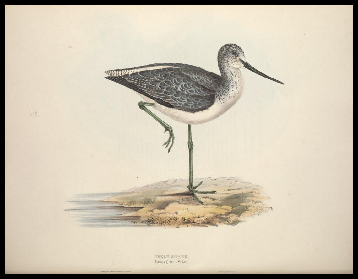 Totanus Glottis Poster