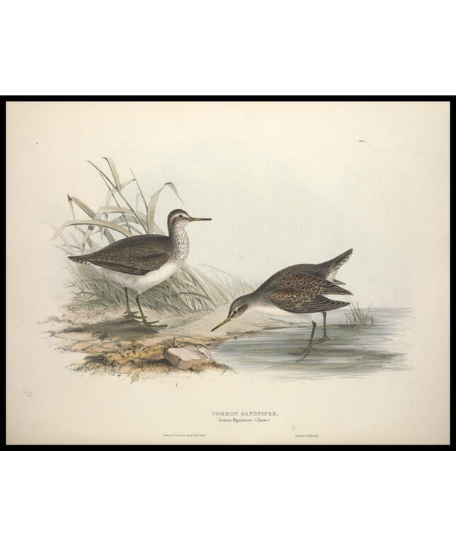 Totanus Hypoleucos Poster