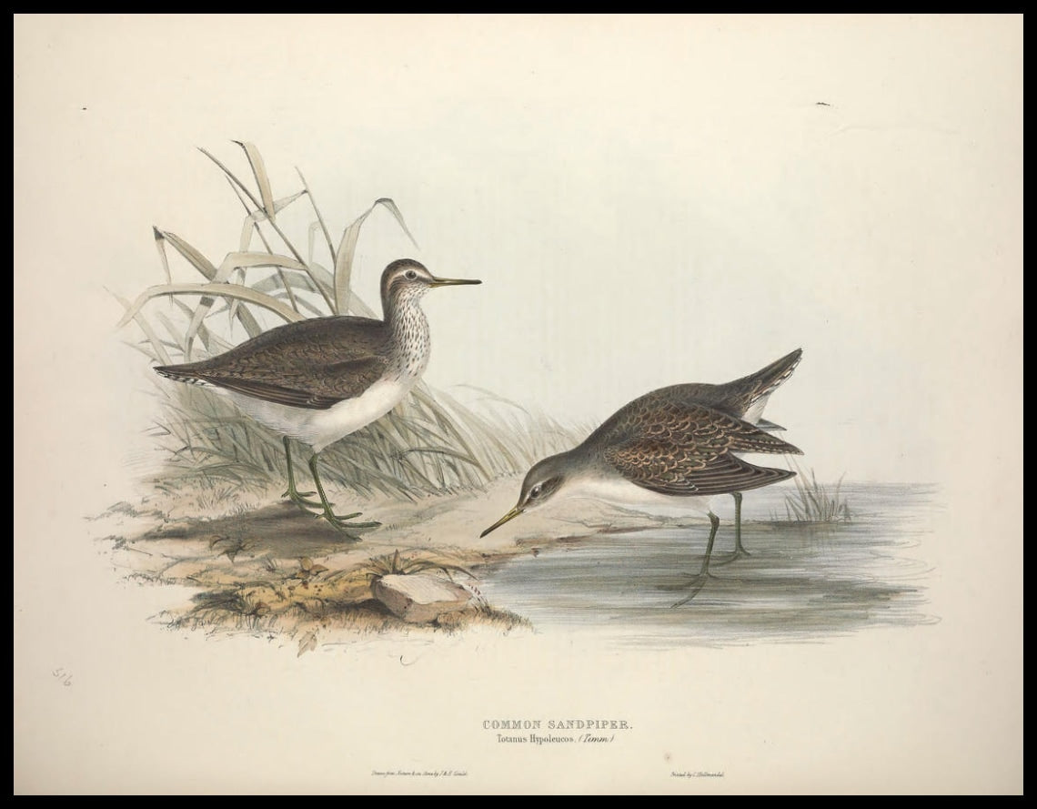 Totanus Hypoleucos Poster