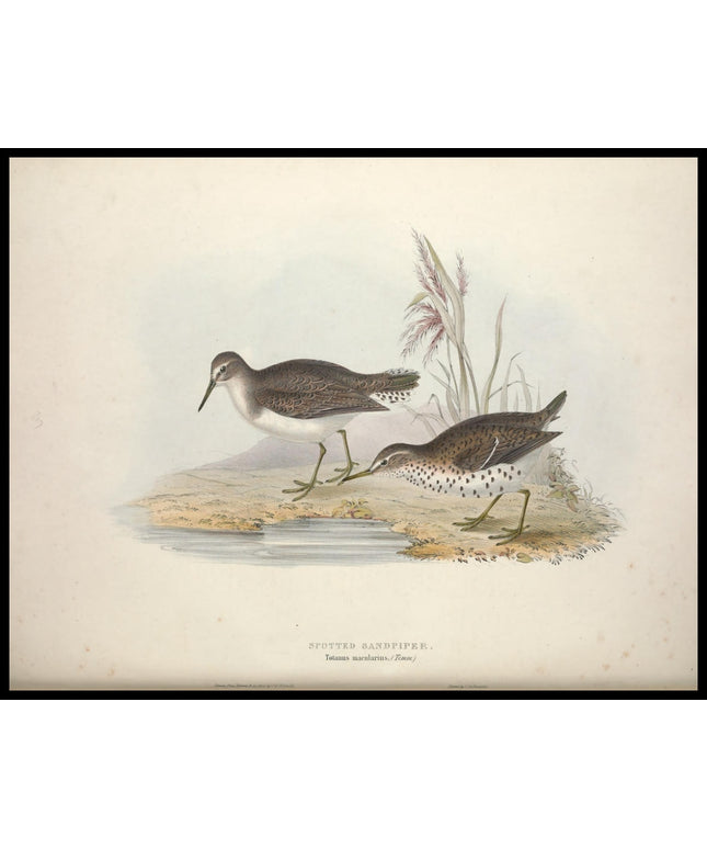 Totanus Macularius Poster