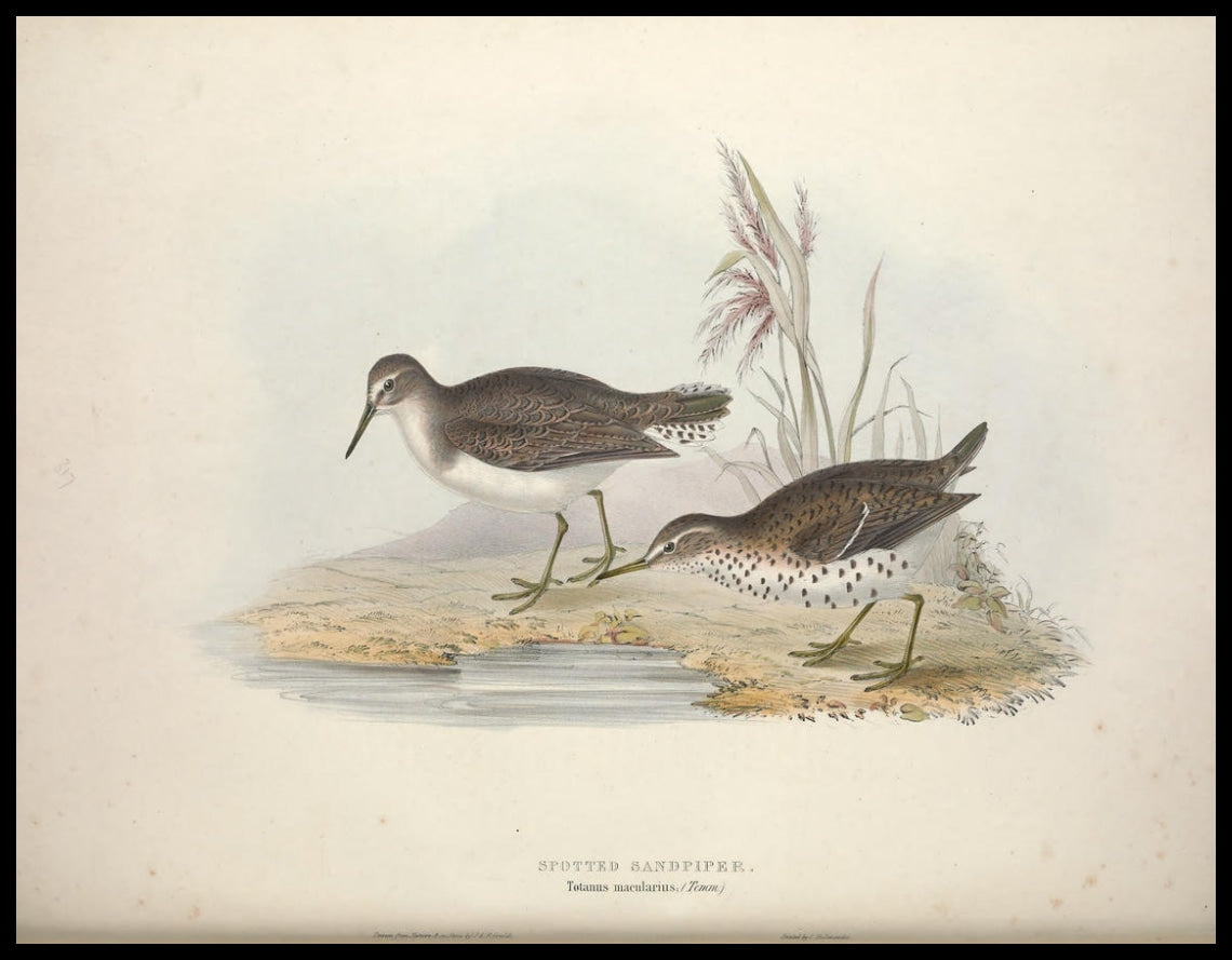 Totanus Macularius Poster