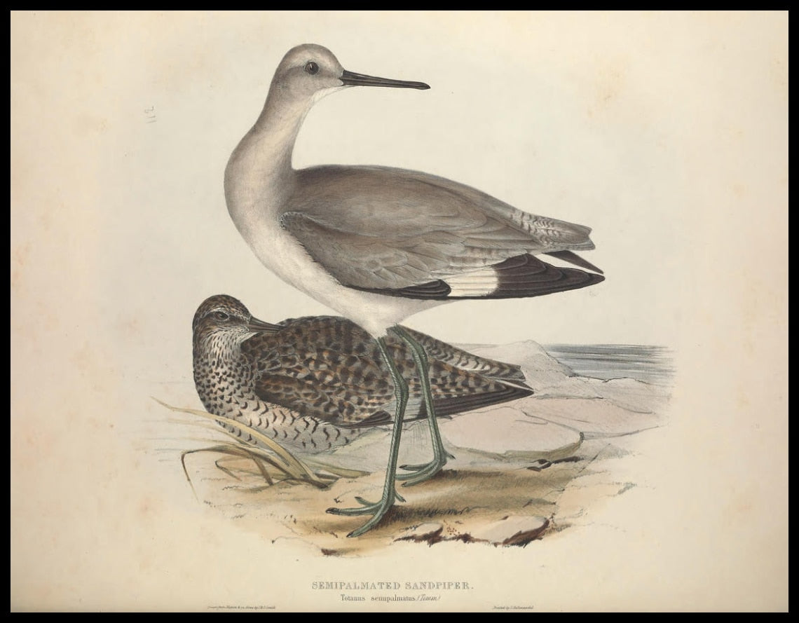 Totanus Semipalmatus Poster