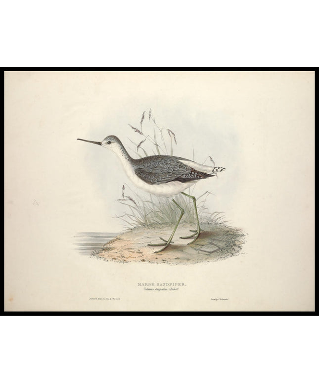 Totanus Stagnatilis Poster