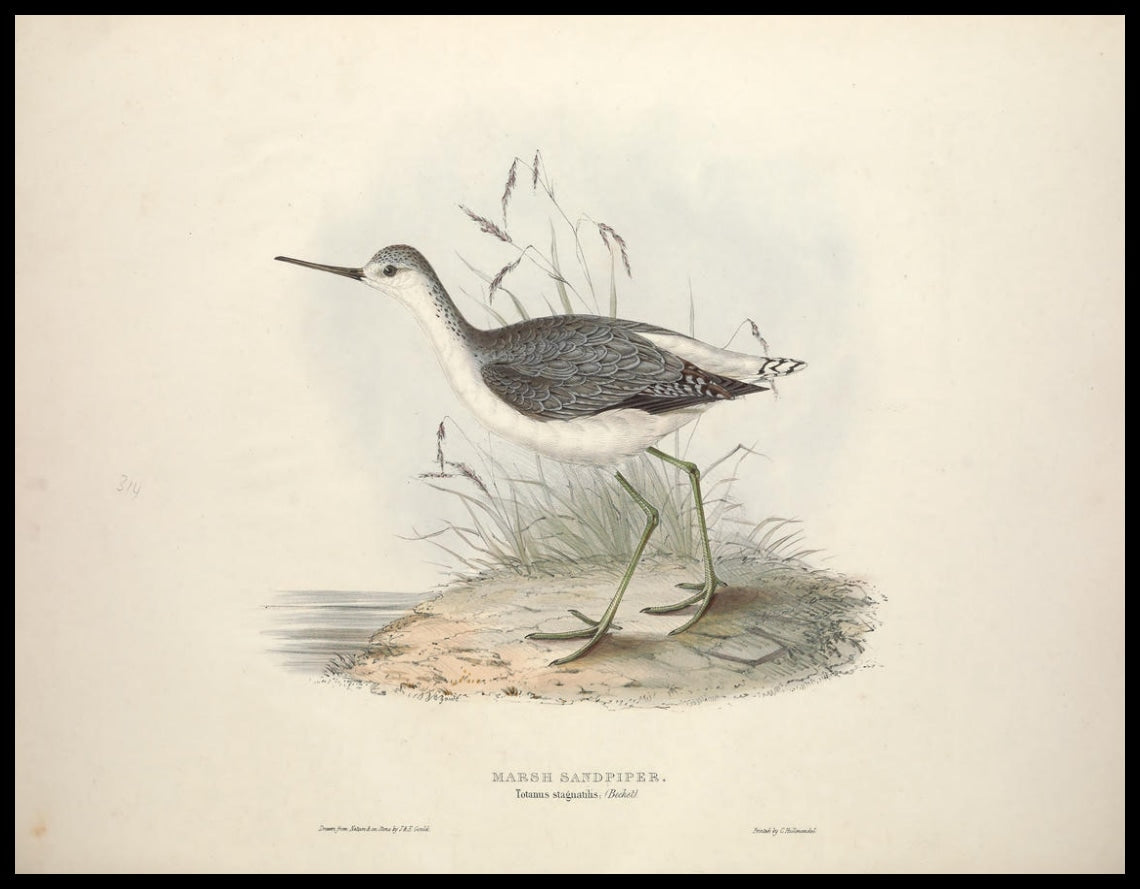 Totanus Stagnatilis Poster