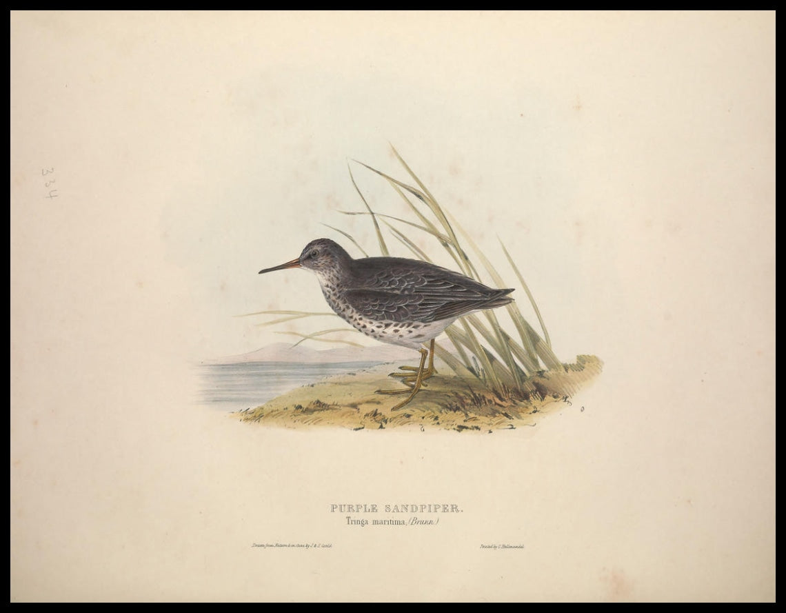 Tringa Maritima Poster