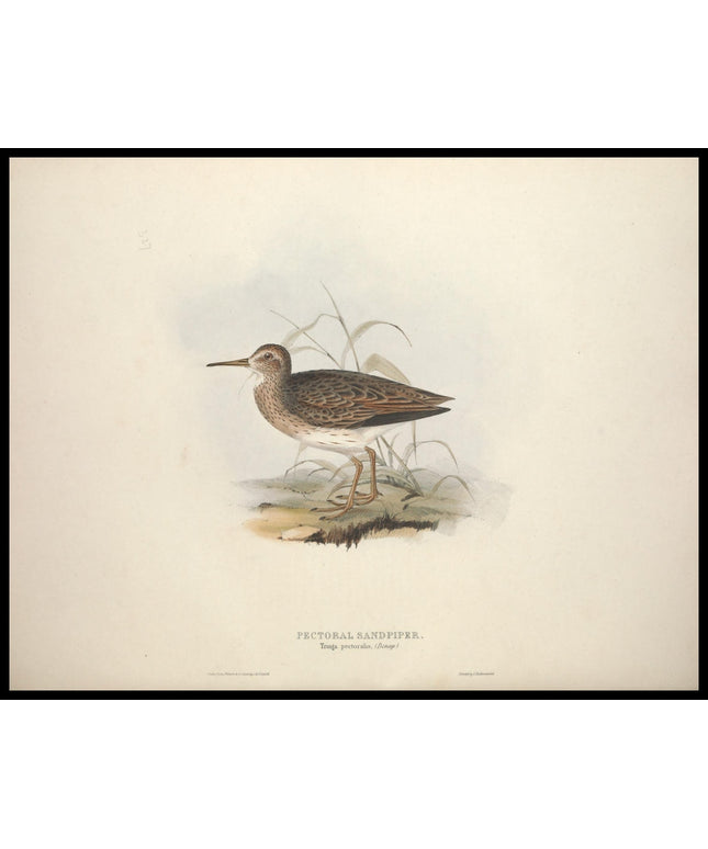 Tringa Pectoralis Poster