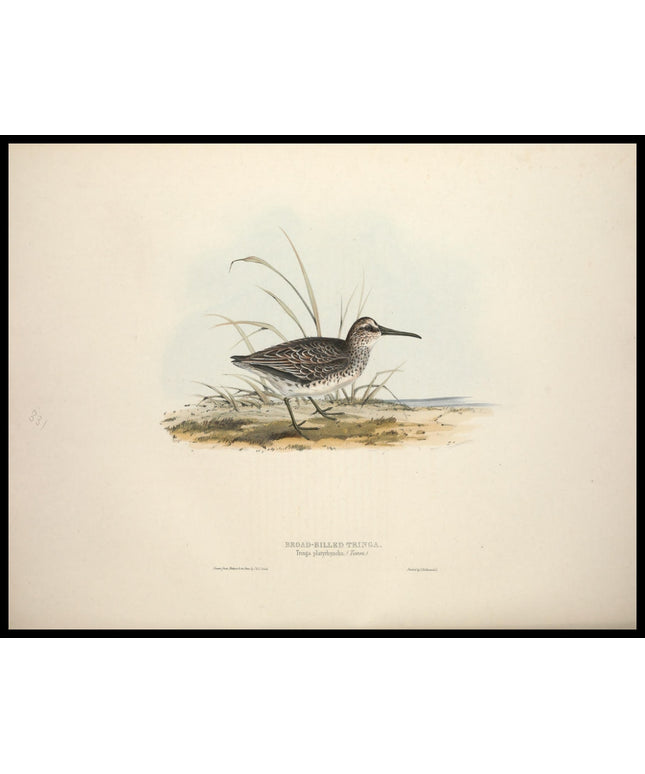 Tringa Platyrhyncha Poster