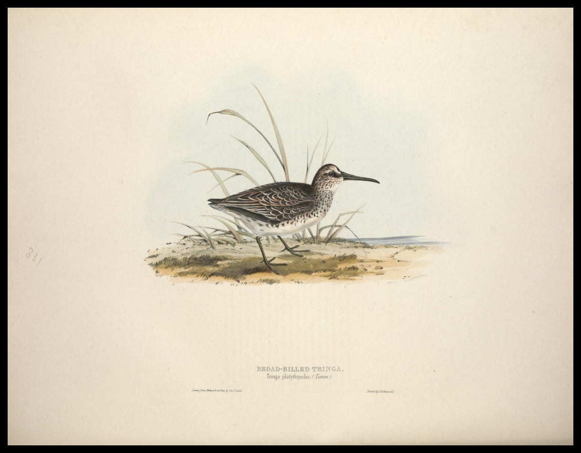 Tringa Platyrhyncha Poster