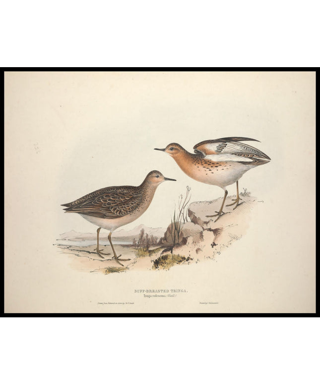 Tringa Rufescens Poster