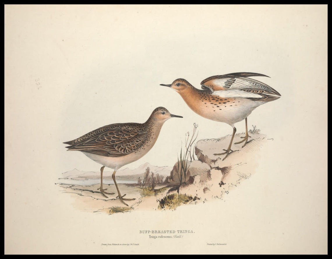Tringa Rufescens Poster