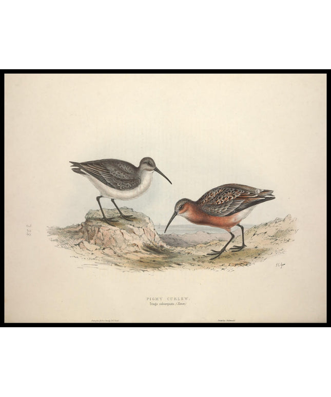 Tringa Subarquata Poster