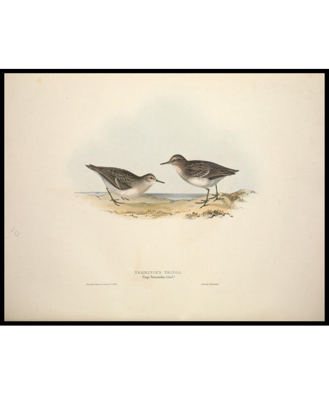 Tringa Temmincki Poster