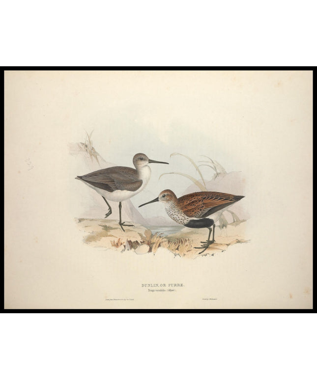 Tringa Variabilis Poster