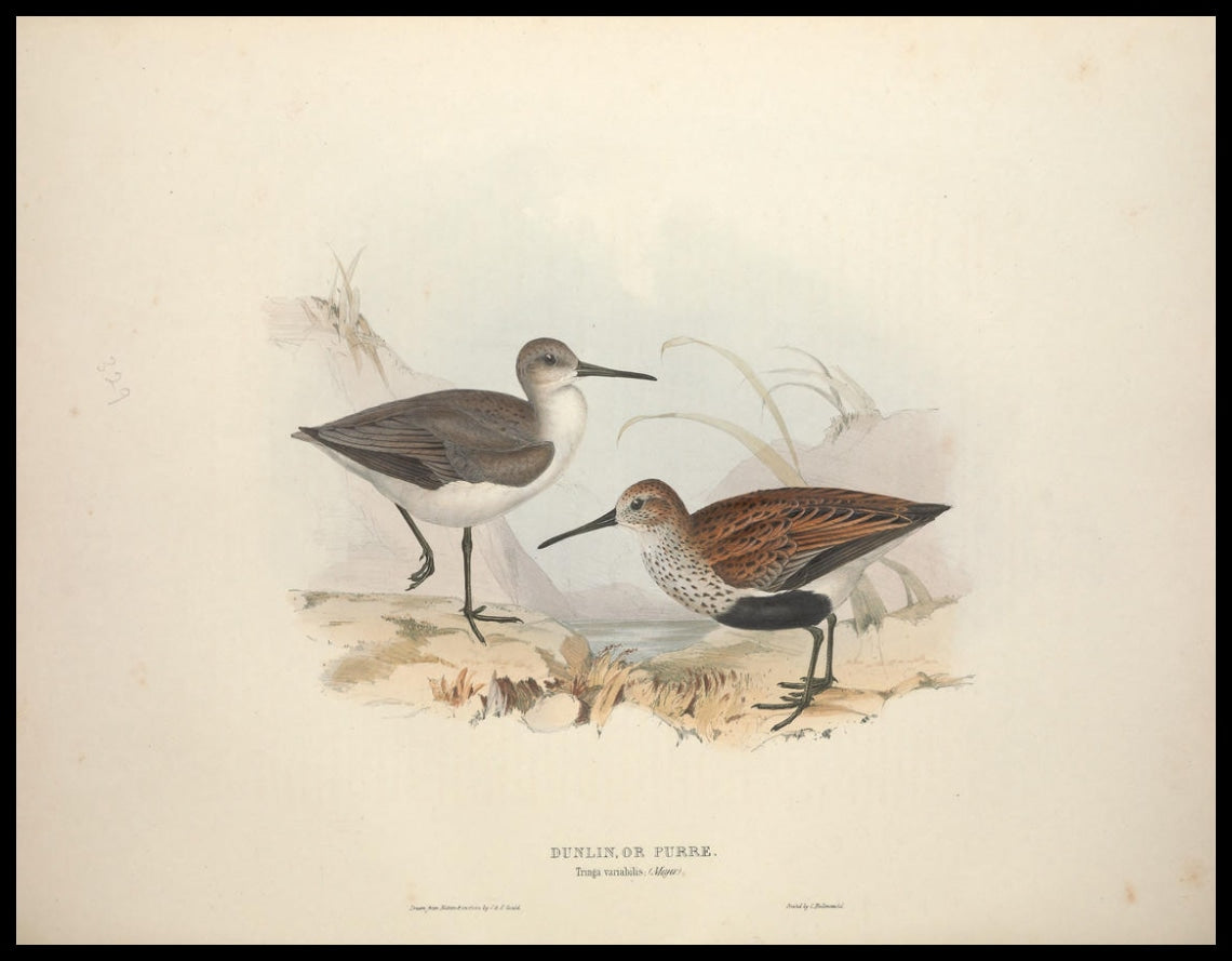 Tringa Variabilis Poster