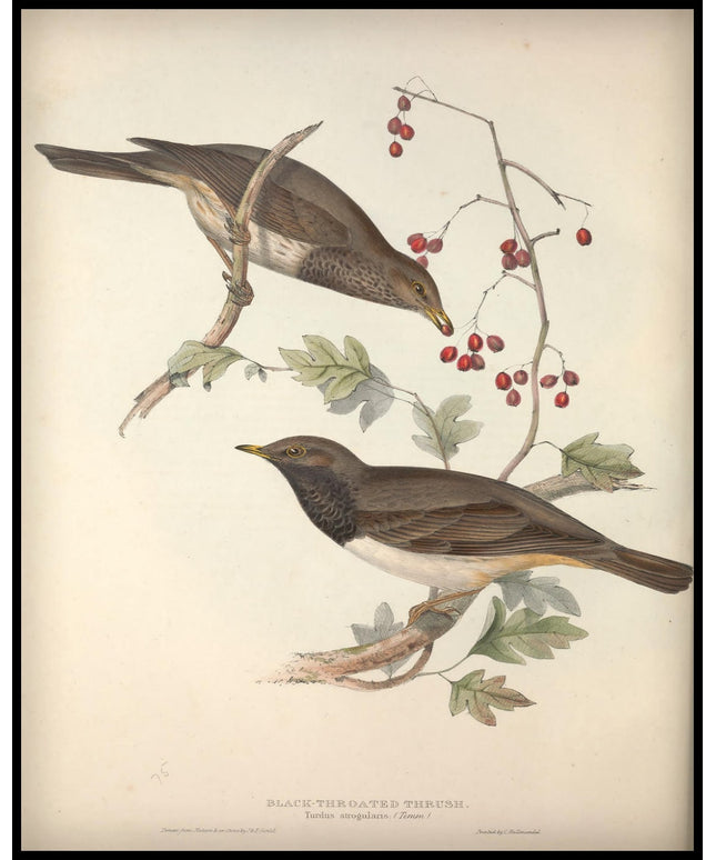 Turdus Atrogularis Poster