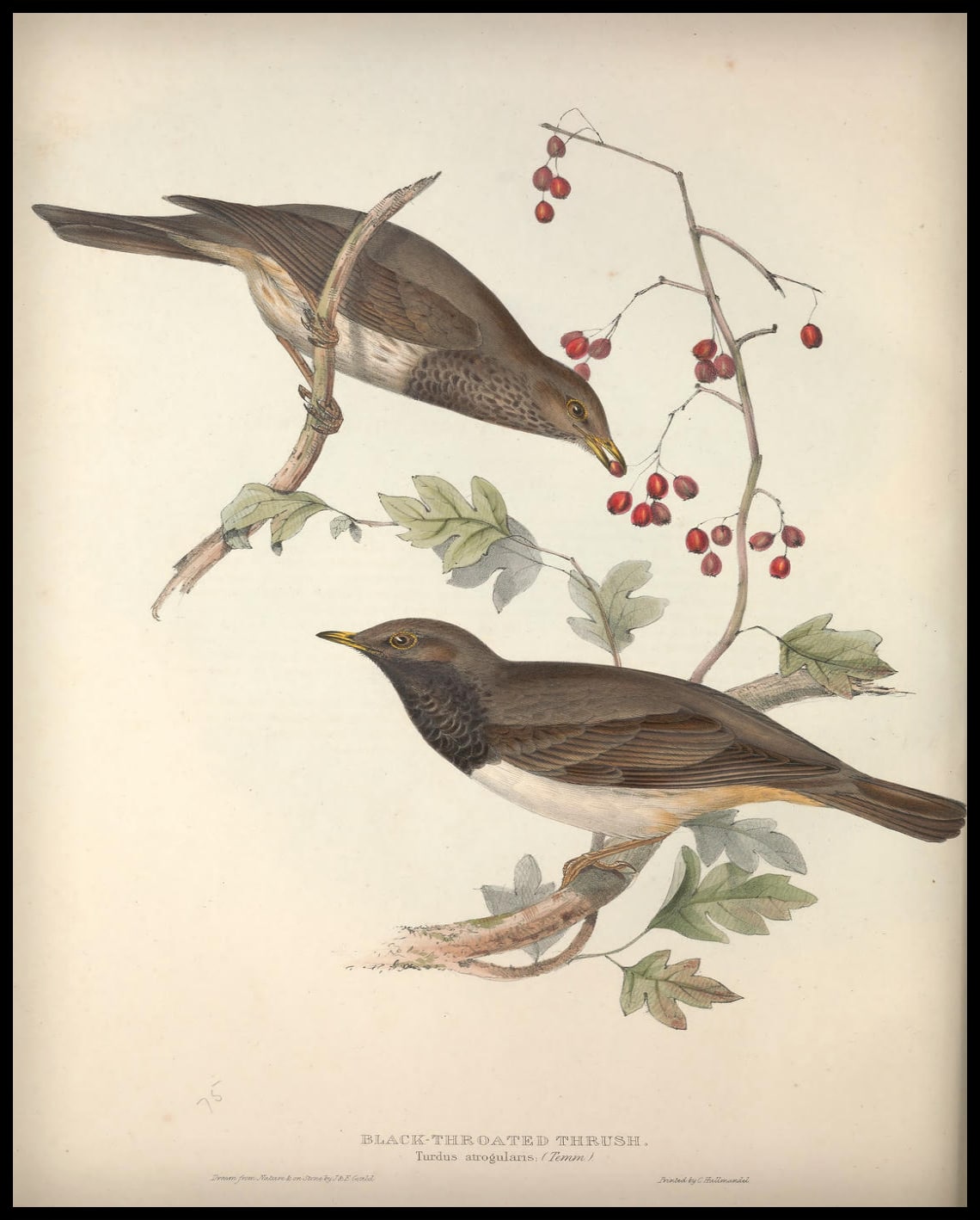 Turdus Atrogularis Poster