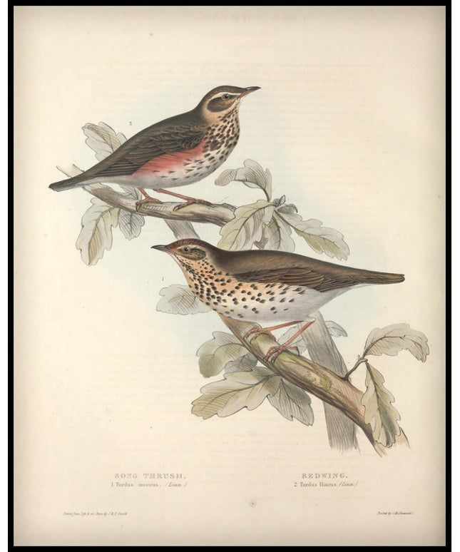 Turdus Musicus & Iliacus Poster