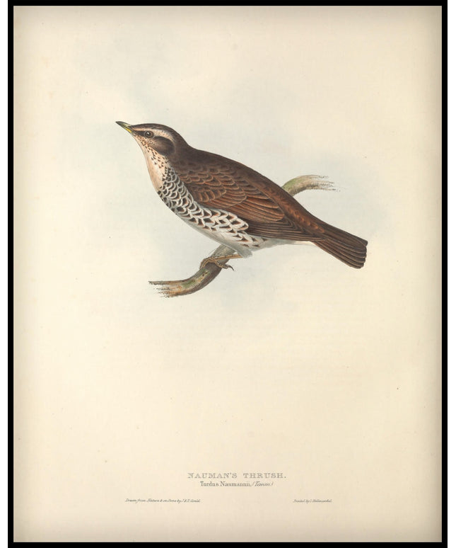 Turdus Naumannii Poster