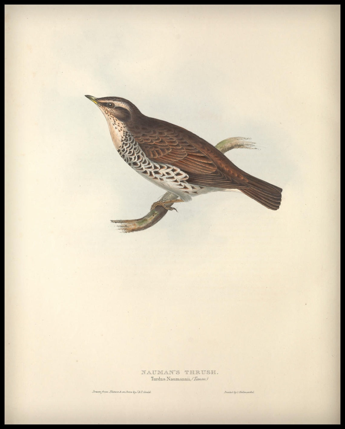 Turdus Naumannii Poster