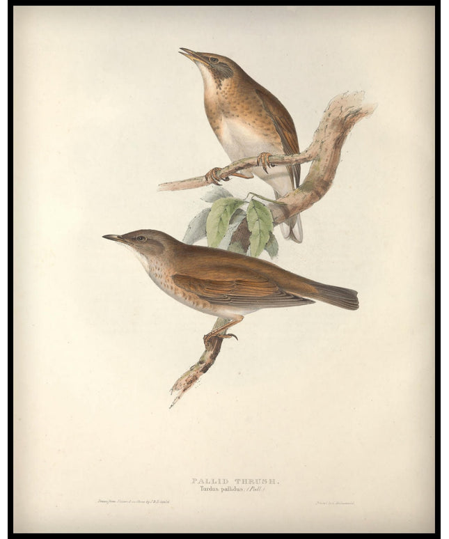 Turdus Pallidus Poster