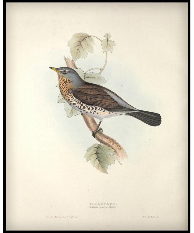 Turdus Pilaris Poster