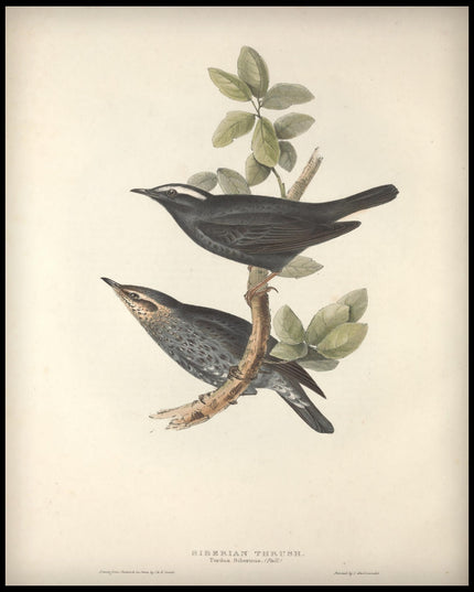 Turdus Sibericus Poster