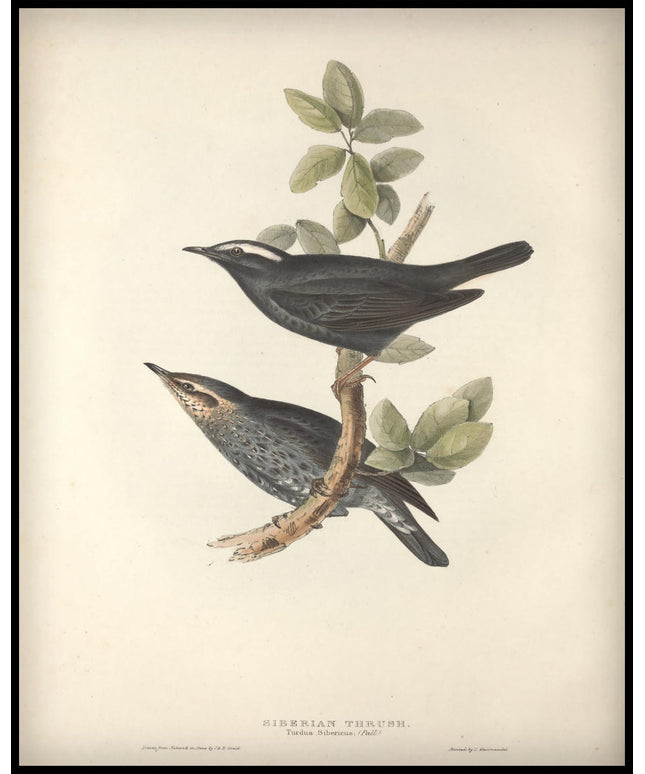 Turdus Sibericus Poster