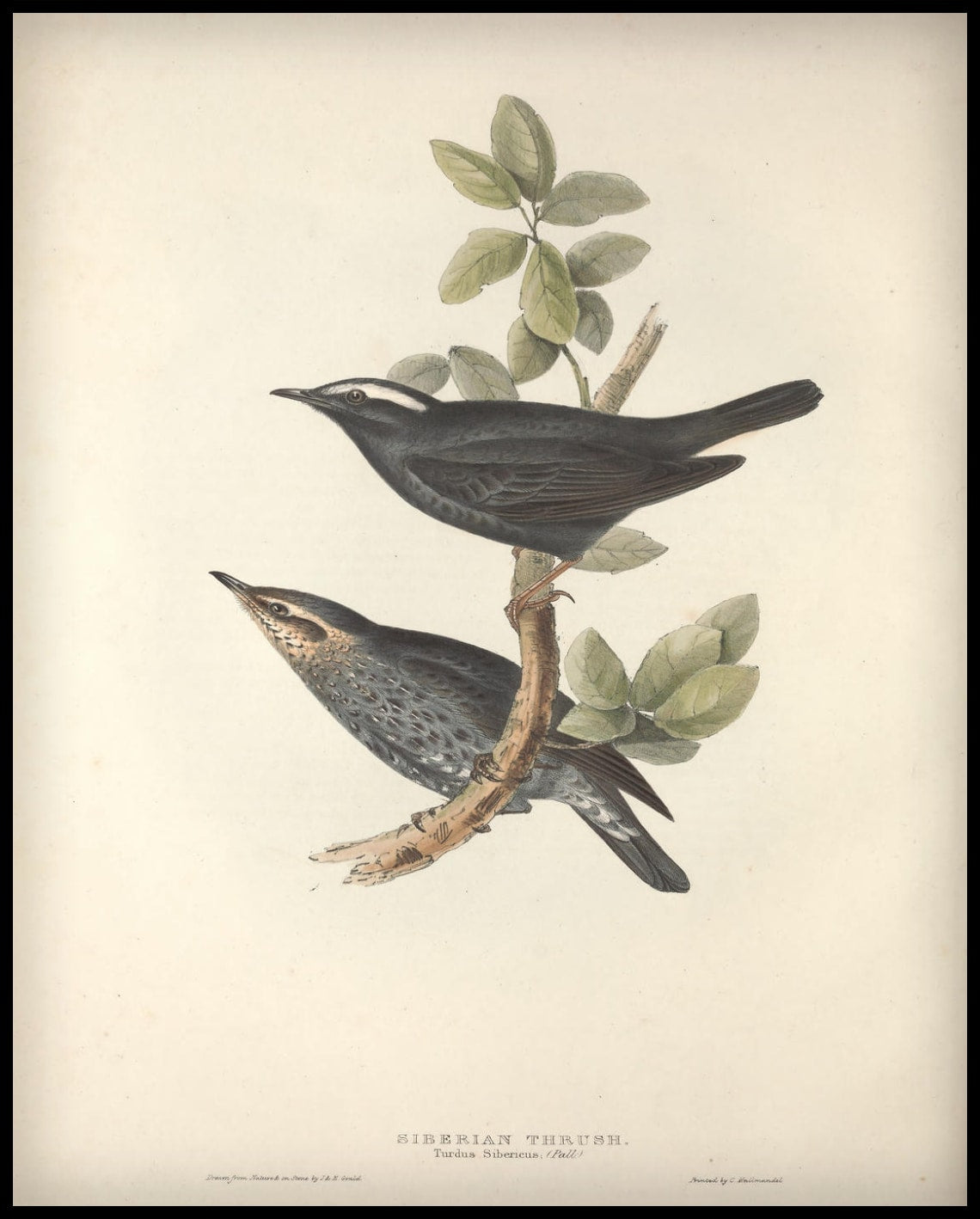 Turdus Sibericus Poster