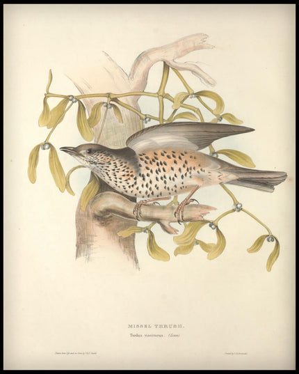 Turdus Viscivorus Poster