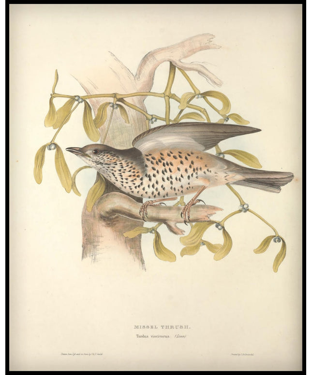 Turdus Viscivorus Poster