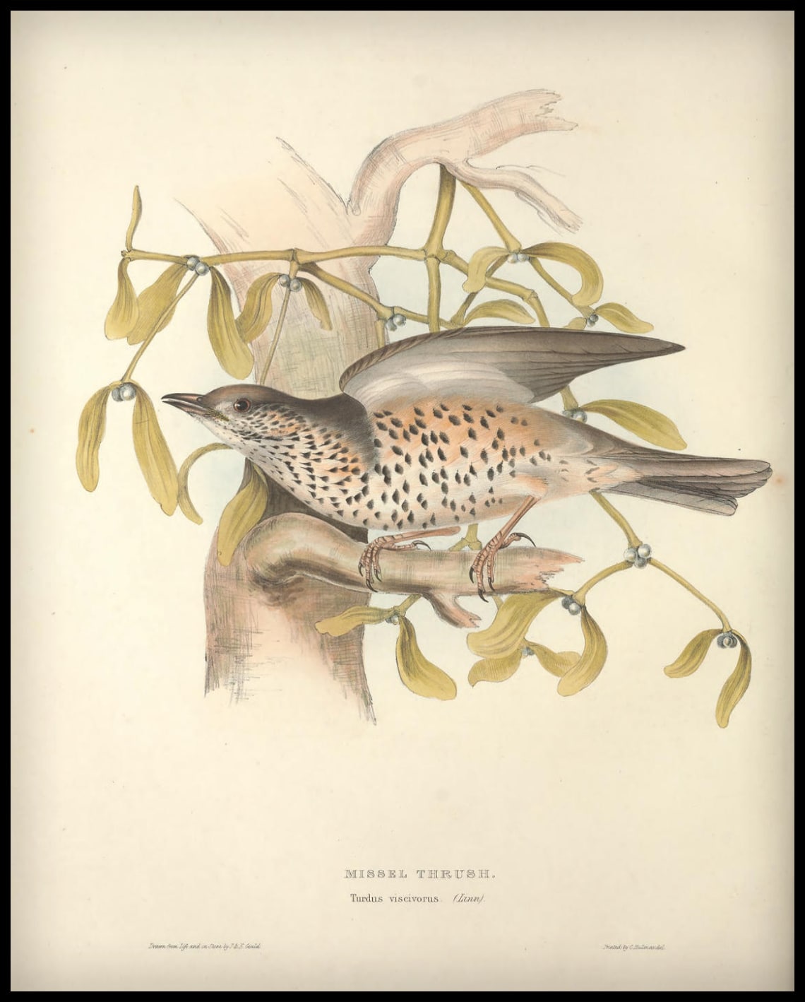 Turdus Viscivorus Poster