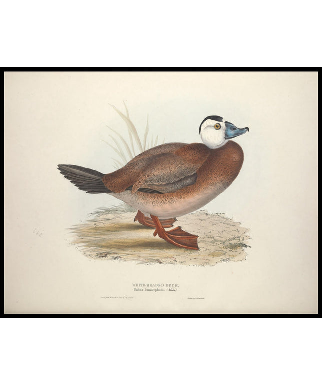 Undina Leucocephala Poster