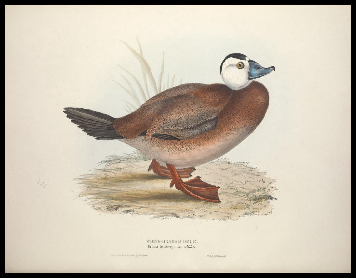 Undina Leucocephala Poster