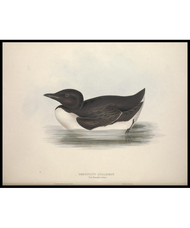 Uria Brunnichii Poster